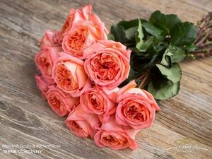 ROSE RENE GOSCINNY 50